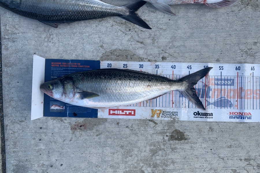 Mark Piskulic caught this 46.0cm Kahawai at Northland during The Export NZ Fishing Competition